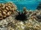 Sea urchin Echinothrix diadema blue-black urchin