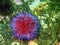 Sea urchin Echinus