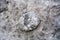 Sea Urchin fossil in chalk rock. collecting.