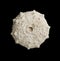 Sea urchin fossil isolated on black background