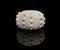 Sea urchin fossil isolated on black background side view