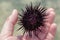 Sea-urchin in hand, Tanzania, Zanzibar - February 2019
