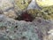 Sea urchin heron egg of island turtle tripneustes ventricosus in the coastal zone beach caldera, stones / venezuela