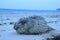 Sea urchin lies on the beach of the Indian Ocean in Kenya, Mombasa.