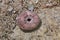 Sea urchin at low tide in Zanzibar, Indian ocean