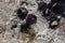 Sea urchin at low tide in Zanzibar, Indian ocean