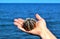 Sea urchin on the palm of a person against the sea