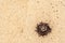 Sea Urchin on the sand of a tropical beach. Sal Island Cape Verde