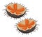 Sea urchin seafood. Cartoon mediterranean diet, tasty sea urchin, fresh sea food flat vector illustration