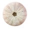 Sea urchin shell.