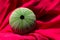 Sea urchin shell with beautiful green dot pattern texture on bright red textile background as ocean, nature, summer concept