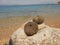 Sea urchin shell laying on stone