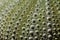 Sea urchin shell texture pattern