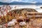 Sea urchin shells amidst the grass on the shoreline of the Gulf Islands off the shores of Vancouver Island