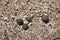 Sea urchin shells in beach in Hong Kong