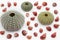 Sea urchin shells with tiny sea snails