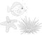 Sea urchin, starfish and fish