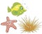 Sea urchin, starfish and fish