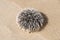 Sea urchin on white tropical beach - Guadeloupe