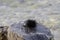 Sea urchins Echinoidea close-up