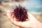 Sea urchins on human hand