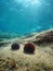 Sea urchins underwater Mediterranean sea