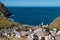 Sea view of albatross breeding colony