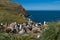 Sea view of albatross breeding colony