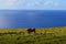 Sea view from the slopes of volcano Terevaka, Rapa Nui Easter Island