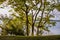 Sea View through the tree in Goddard Memorial State Park, East Greenwich, Rhode Island