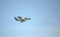 Sea Vixen flying