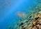 Sea walnut comb jellyfish - Mnemiopsis leidyi