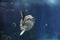Sea water aquarium sunfish
