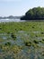 when the sea water recedes, the view of the sea moss is enchanting