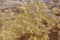 Sea Water and Sand Structure Golden fine sand