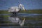 Sea water splashes as a great blue heron lifts its head from a missed strike