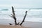 Sea waves on the beach with yellow sand and flooded tree snag, driftwood in cloudy weather