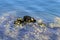 Sea waves hitting wild mussels on rocks