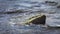 Sea waves splashing on background stone. Sea foam at high tide on stony shore