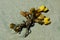 Sea weed on beach