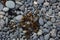 Sea Weed on Rialto Beach at the Coast of the Pacific Ocean in Olympic National Park, Oregon