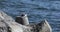 Sea white gulls are sitting on concrete scavengers