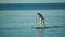 Sea woman sup. Silhouette of happy middle aged woman standing, surfing on SUP board, confident paddling through water