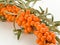 Sea â€‹â€‹buckthorn