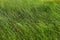 A sea of â€‹â€‹green grass swaying in the wind