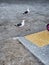 sea â€‹â€‹gulls walk on asphalt in bird