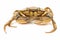 Sea â€‹â€‹herbal arthropod crab on a white background