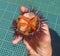 Sea â€‹â€‹urchin in hand