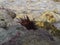 Sea â€‹â€‹urchin heron egg of island turtle tripneustes ventricosus in the coastal zone beach caldera, stones / venezuela