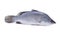 Seabass or barramundi fish on white background